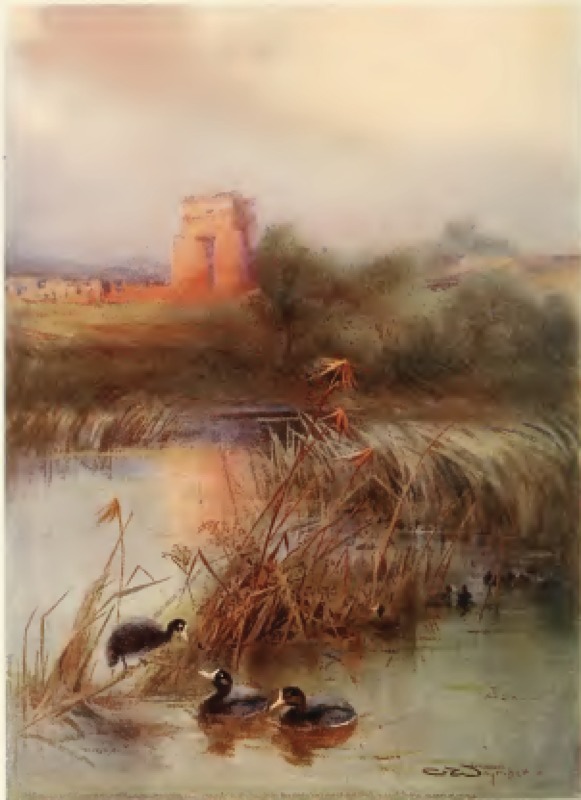 coot-sacred-lake-karnak.png