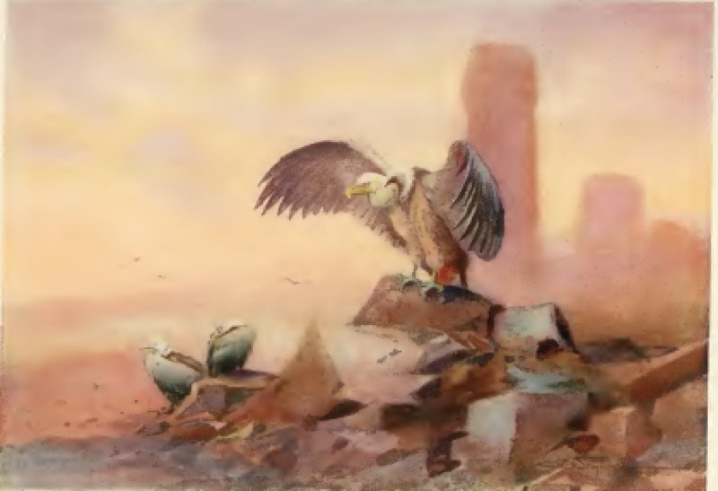 griffon-vulture.png