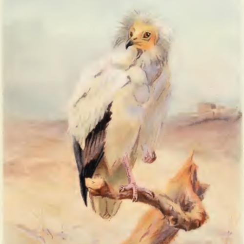 egyptian-vulture.png