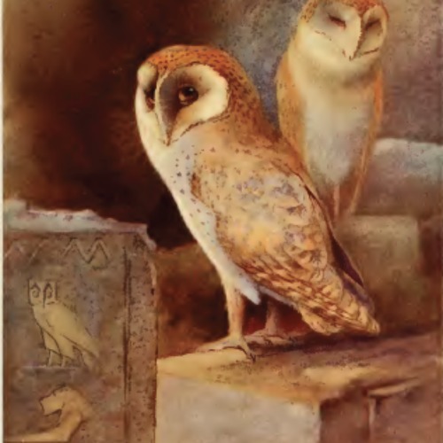 barn-owl.png
